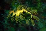 Amazing Leafy Sea Dragon