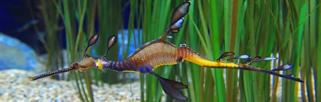 Seahorses in Aquariums