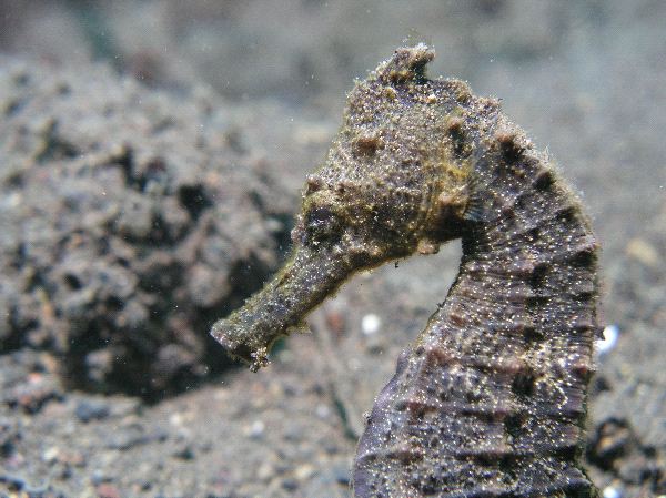 Camouflaged Seahorse