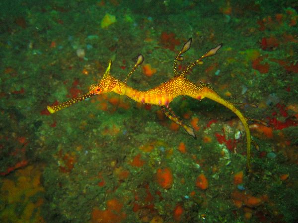 Juvenile Weedy Sea Dragon