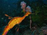 Weedy Sea Dragon In His Natural Habitat