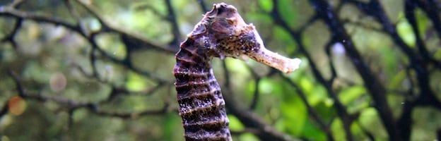 Seahorse Reproduction